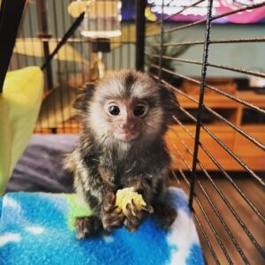 Finger Marmoset